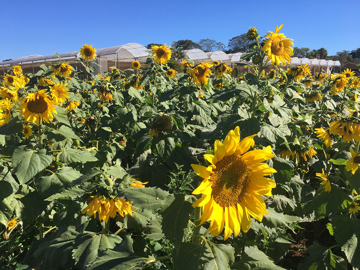 Campos De Flores Em Holambra Saiba Como Visitar Vem Pra Ver