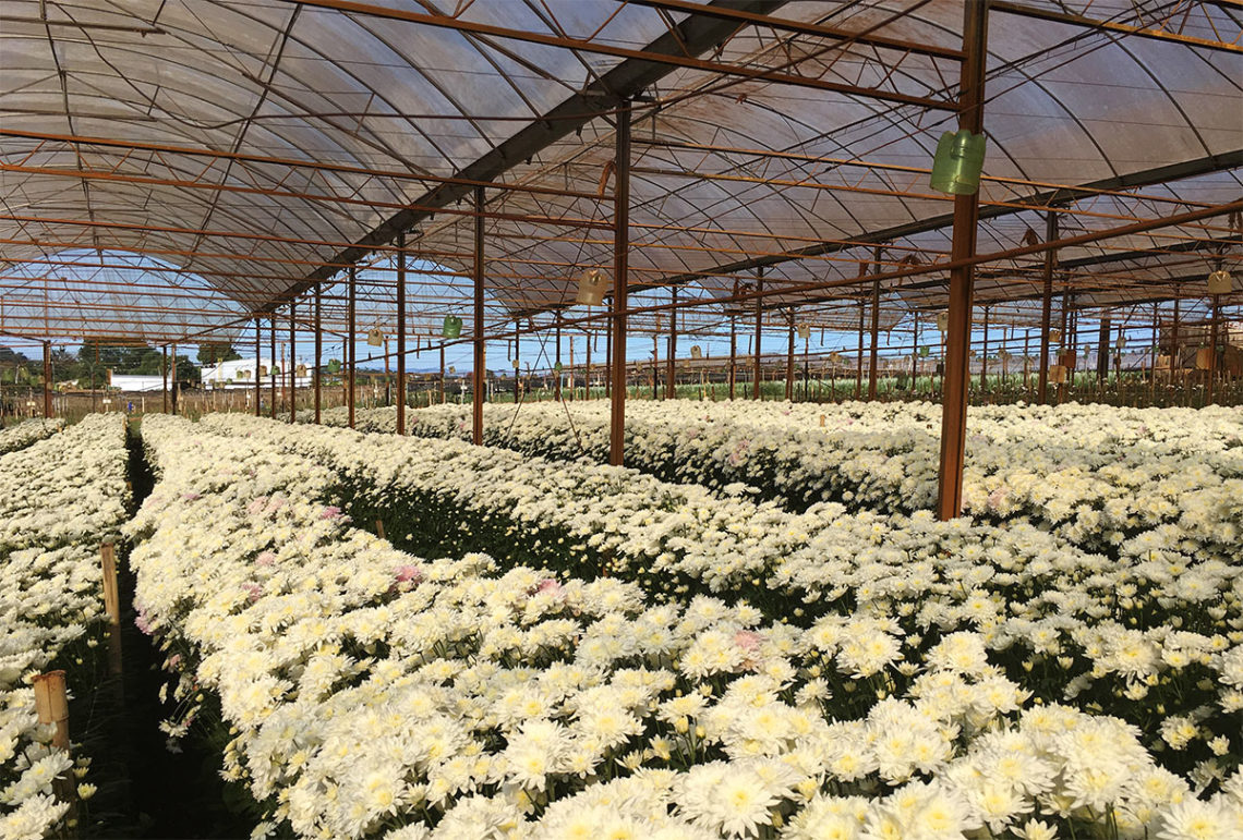 Campos De Flores Em Holambra: Saiba Como Visitar | VEM PRA VER