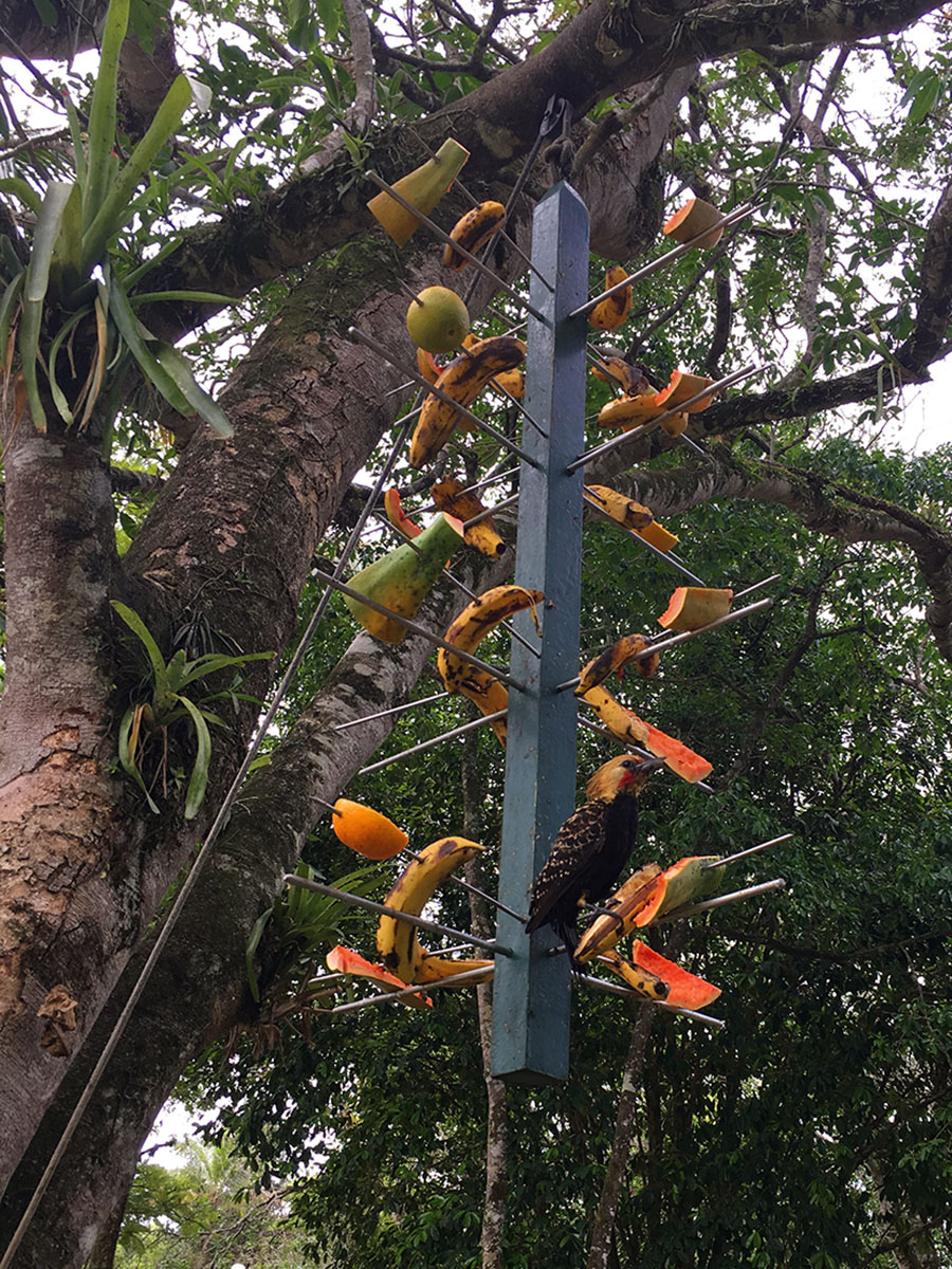 Pica-pau: pássaro comendo frutas