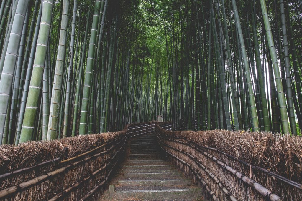 Floresta de bambu de Arashiyama, Kyoto, Japão