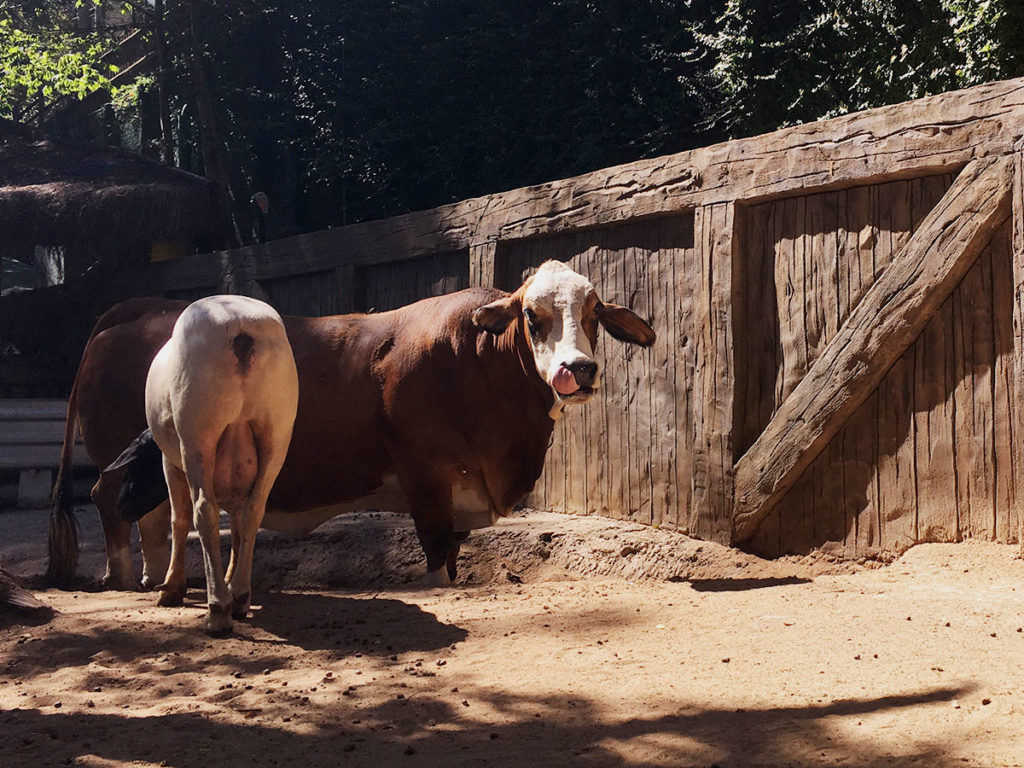 Vacas na Fazendinha do Thermas dos Laranjais