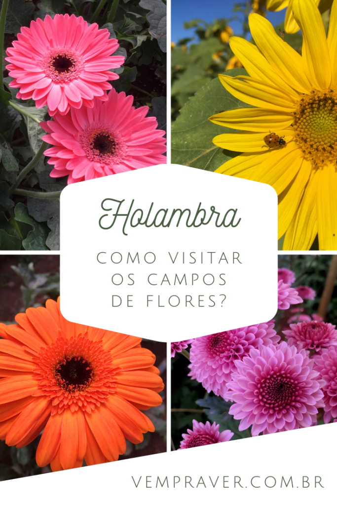 Como visitar os campos de flores de Holambra