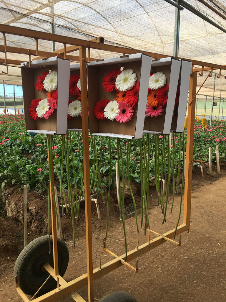 Flores colhidas e prontas para vender em Holambra