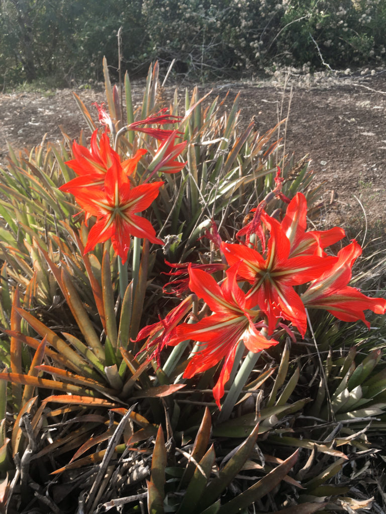 Flores vermelhas na trilha em Monte Verde, MG