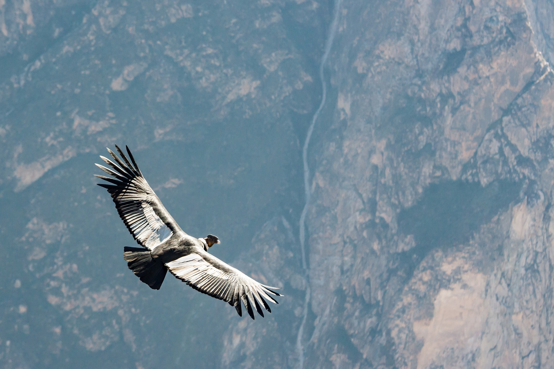 Condor-dos-Andes - Você pode observar a ave no Vale do Colca, em Arequipa