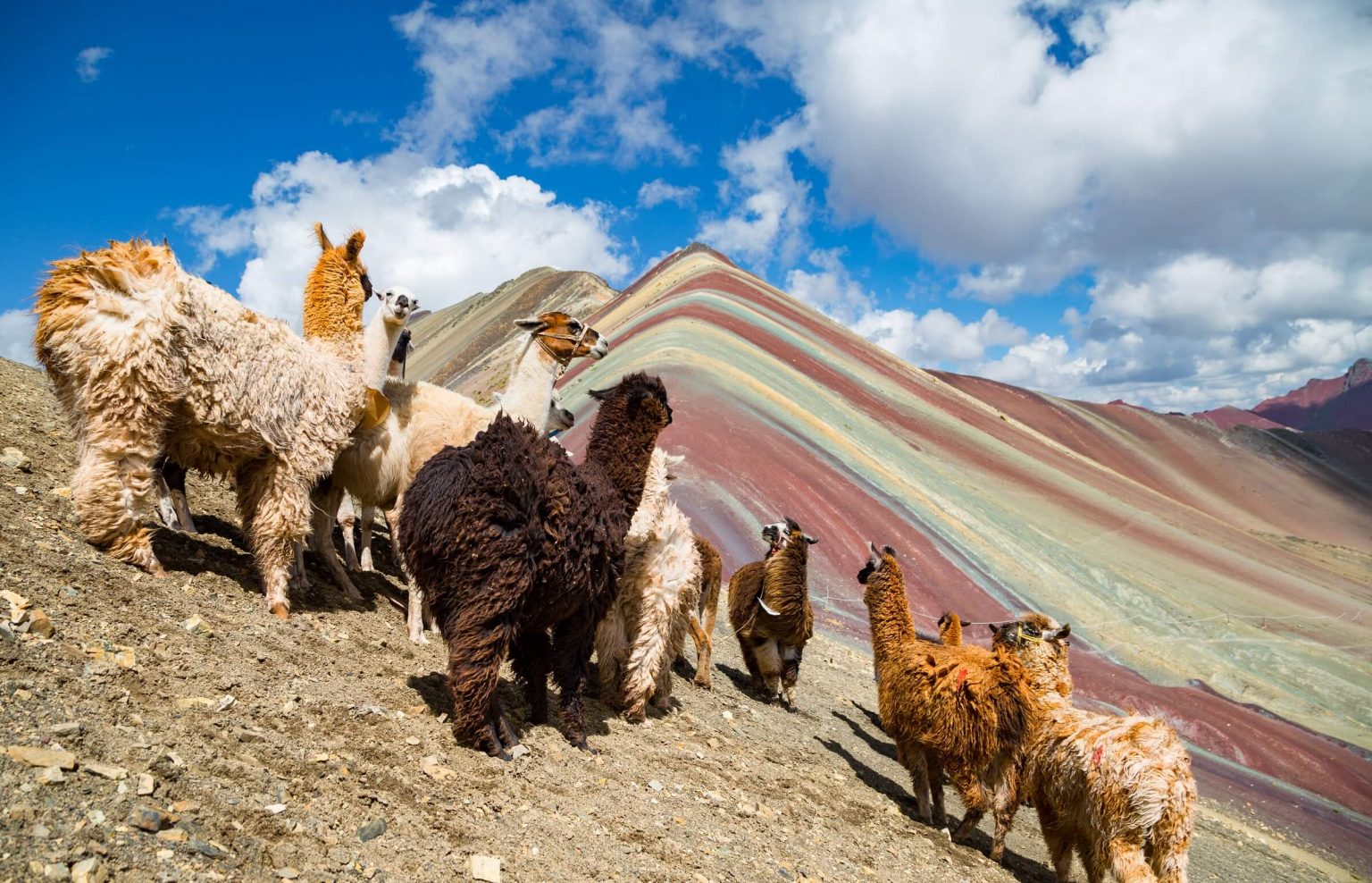 Lhamas na Rainbow Mountain - O que fazer no Peru