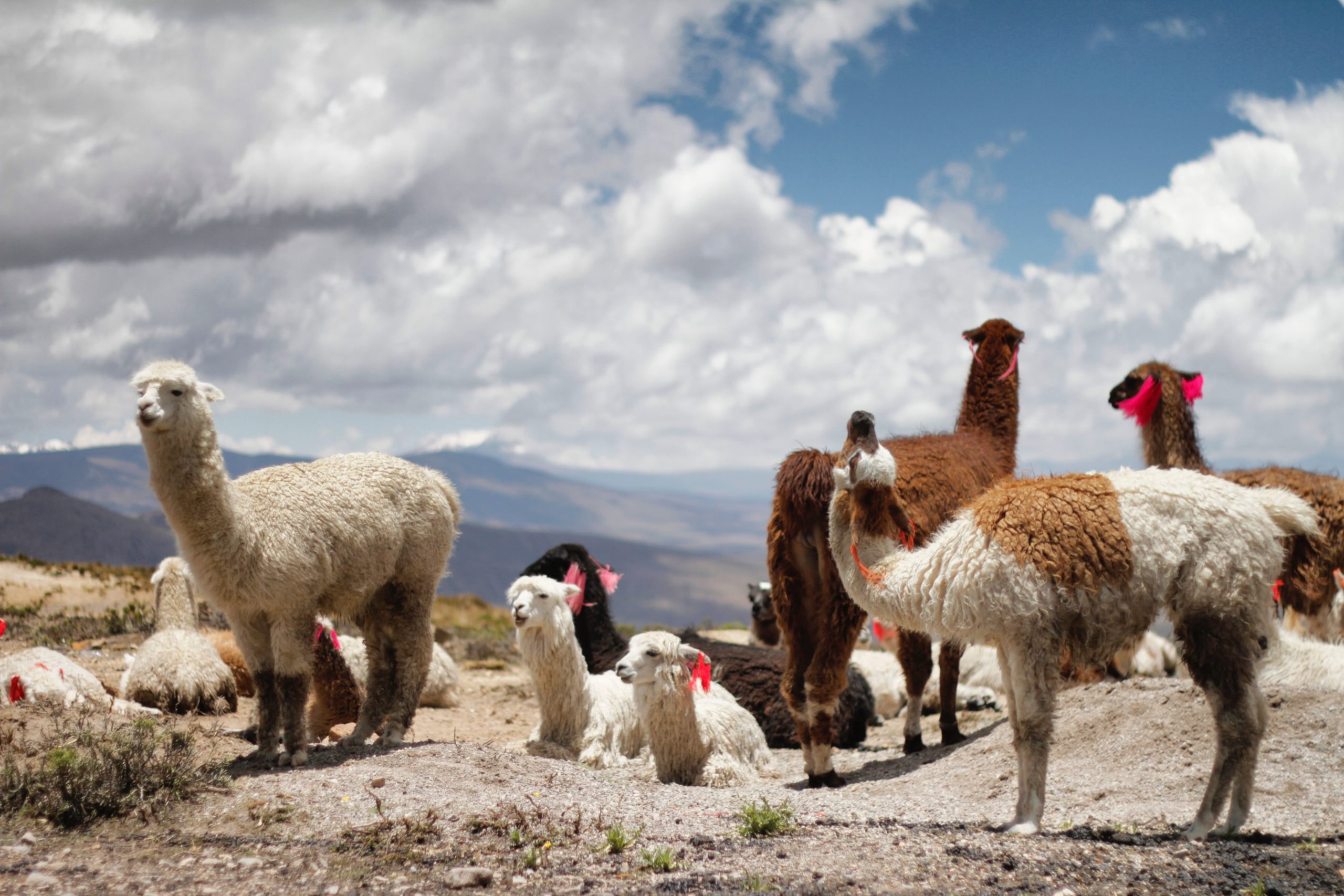 Colca, Peru - Foto: Jessica Knowlden